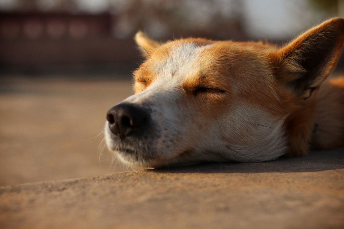 Oreilles de chien chaudes : signe de fièvre ? - Comment prendre la température de son chien ?