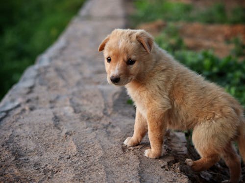 Close-up of a Puppy 