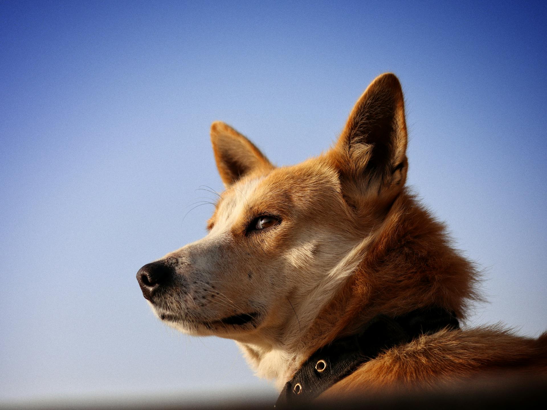 A Dingo Dog against a Clear Blue Sky