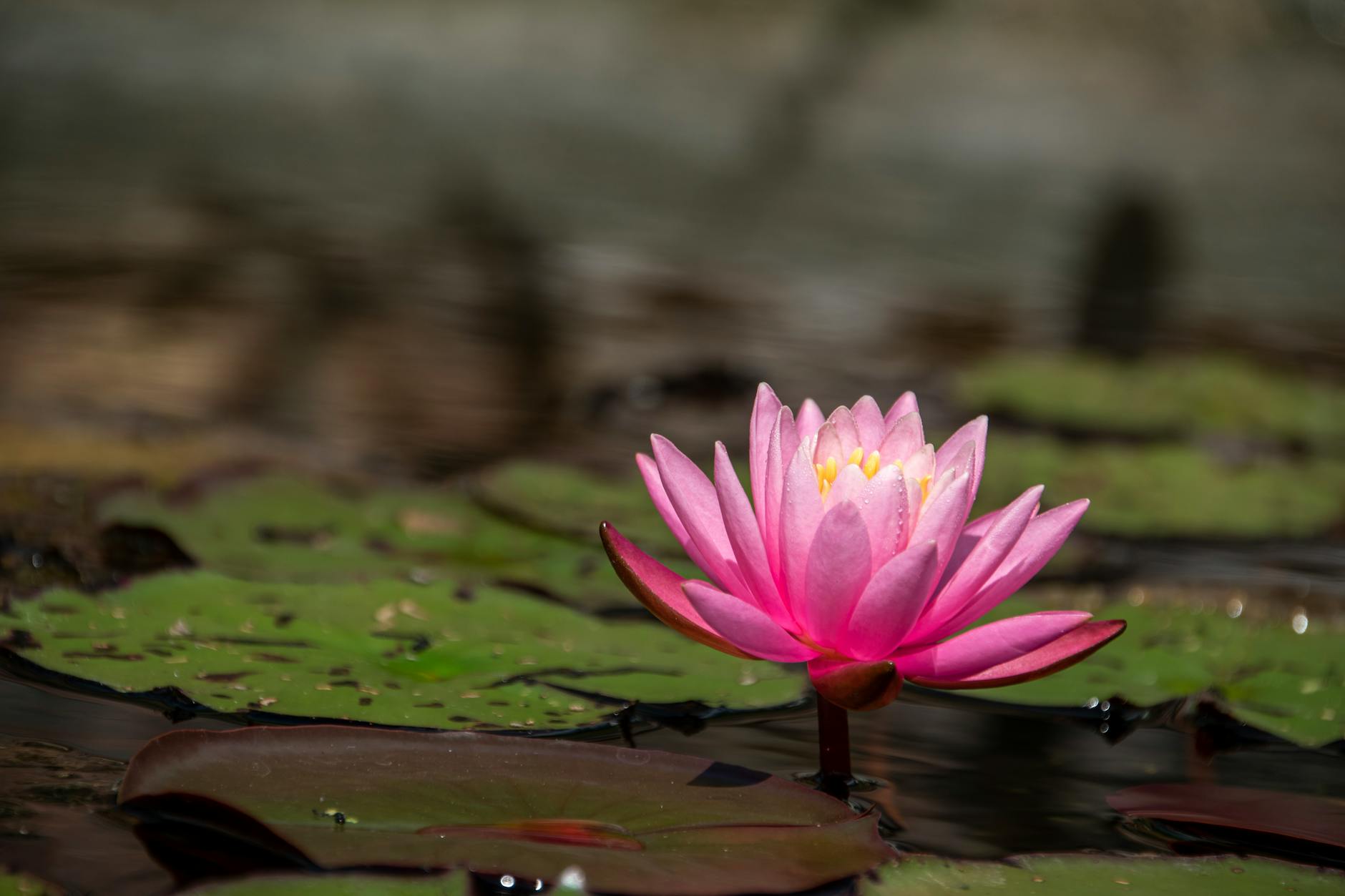Single Blooming Lotus