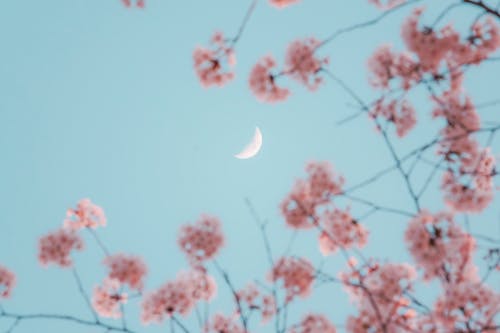 Cherry Blossom Flowers on the Background of a Blue Sky and Crescent Moon 