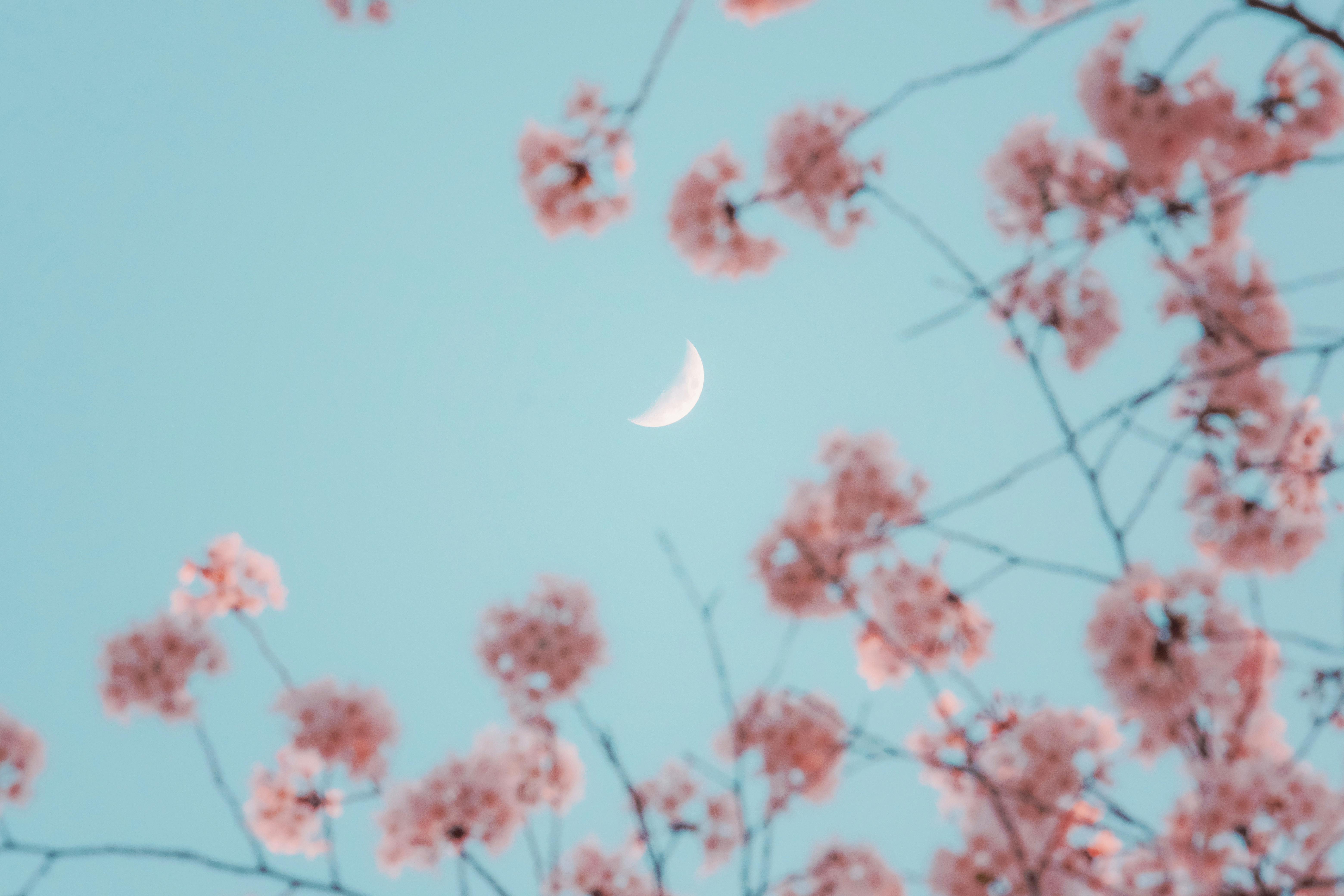 Cherry Blossom Tree Sky Blue  Free photo on Pixabay  Pixabay