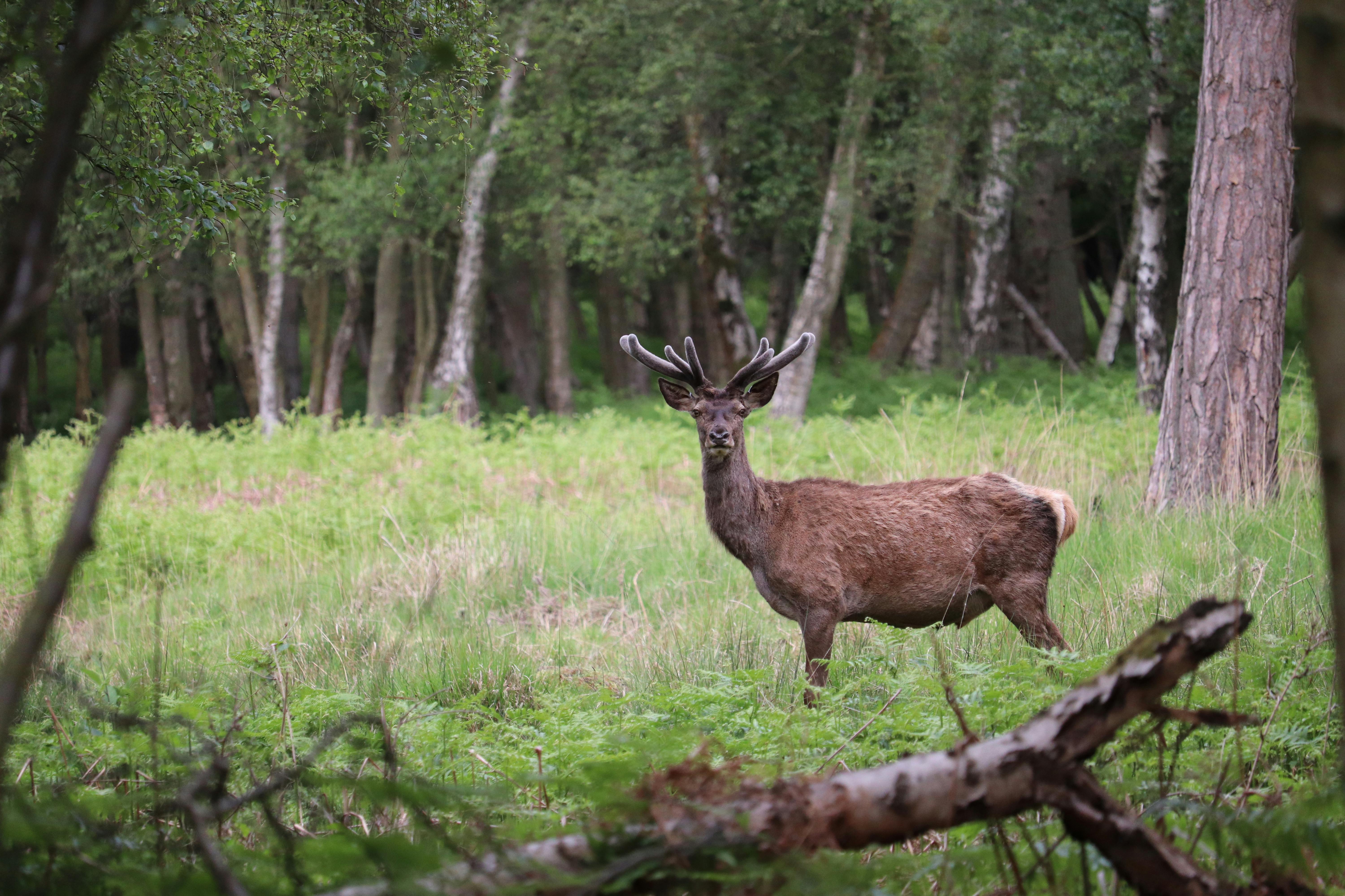 A deer stands gracefully in the center of a lush green forest, surrounded by trees and foliage.