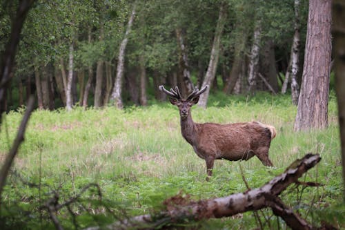Free A Deer in a Forest Stock Photo
