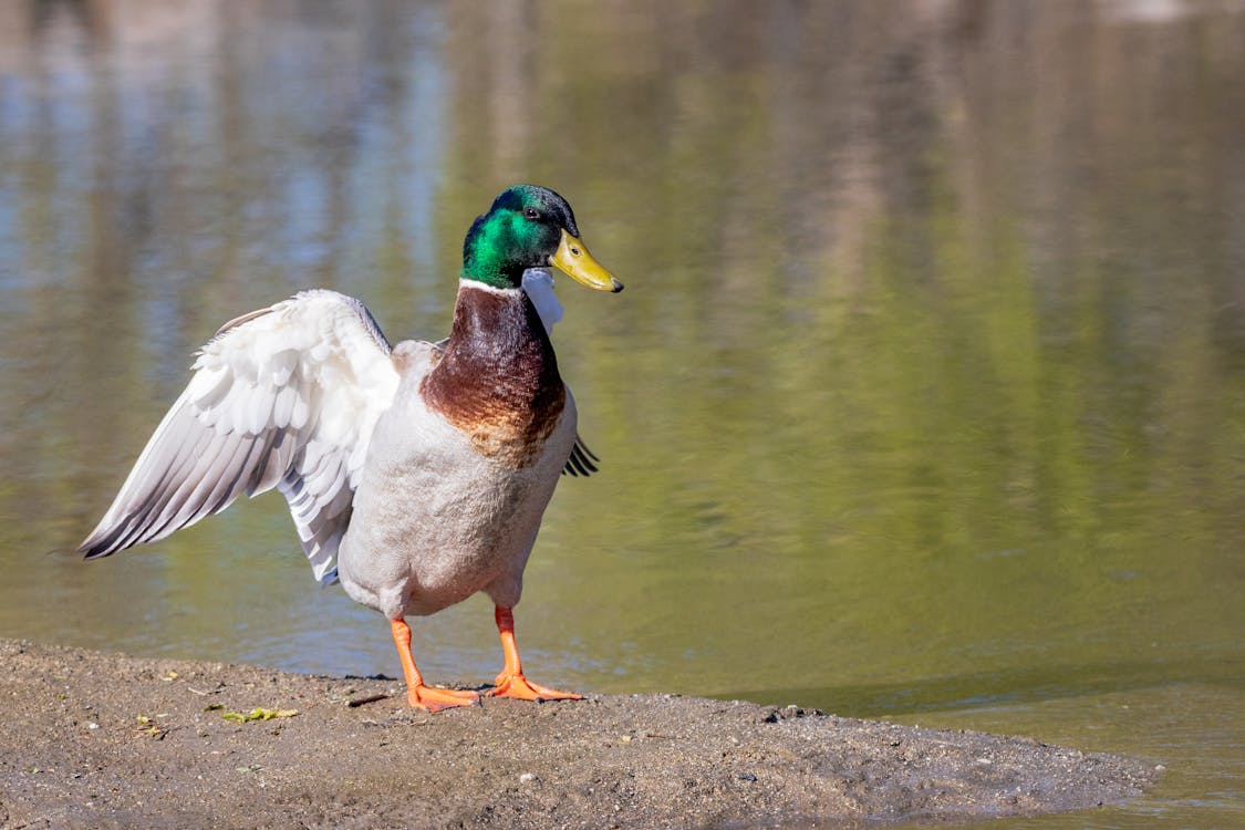 A Male Mallard near the Water 