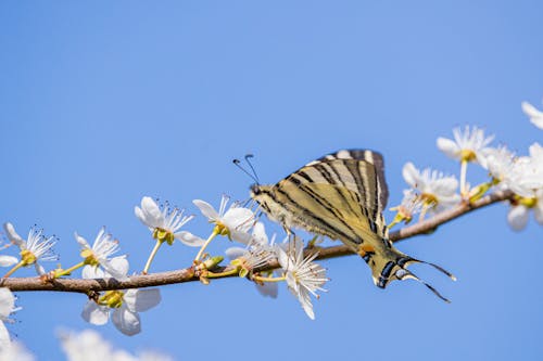 Fotobanka s bezplatnými fotkami na tému hmyz, jar, kvet ovocného stromu