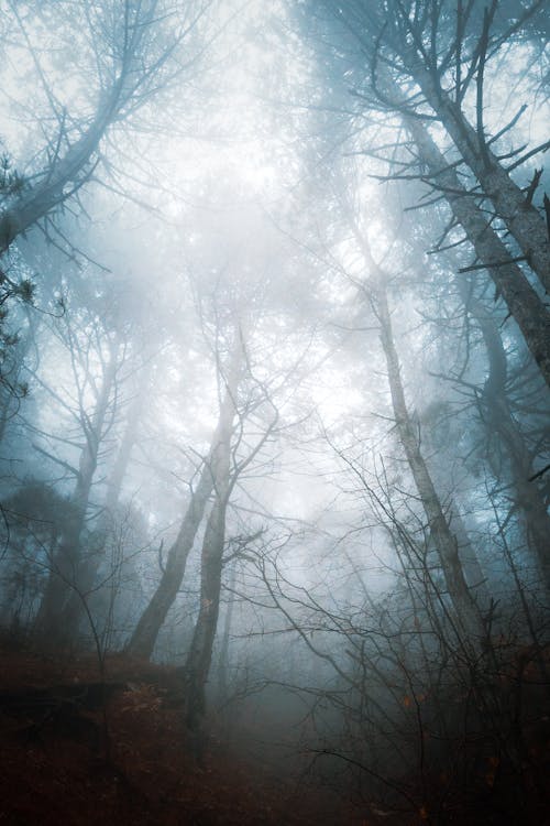 Low Angle Shot of Leafless Trees in a Foggy Forest 
