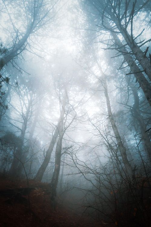 Free Explore the serene beauty of a foggy autumn forest with bare branches and mist. Stock Photo