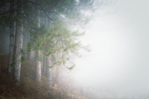 Conifer Trees in a Foggy Forest 