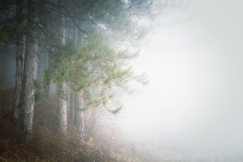 Free Conifer Trees in a Foggy Forest  Stock Photo