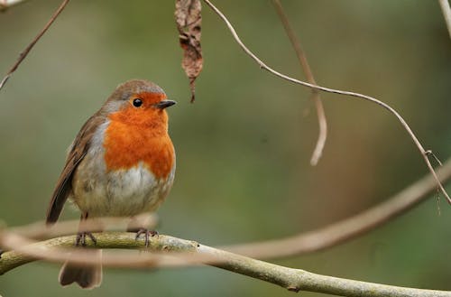 Imagine de stoc gratuită din a închide, animal, birdwatching