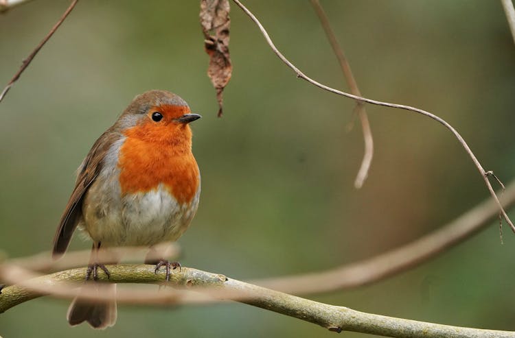 Robin Perching On A Twig