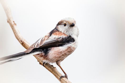 Free stock photo of animal, avian, bird