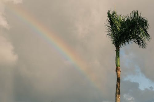 Immagine gratuita di arcobaleno, cielo, cielo coperto