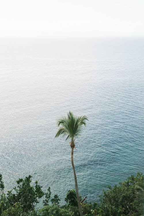 Tropical Sea Seen from the Cliff