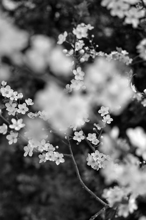 Foto d'estoc gratuïta de arbre, blanc i negre, enfocament selectiu