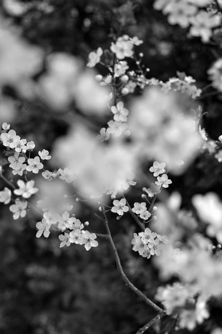 Close-up of delicate blossoms on trees in spring, captured in black and white.