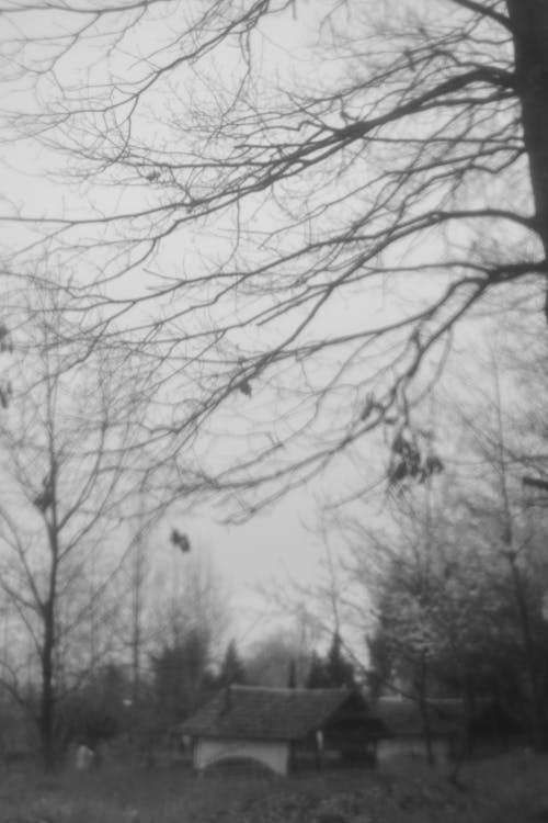 Foto stok gratis hitam & putih, membangun, musim gugur