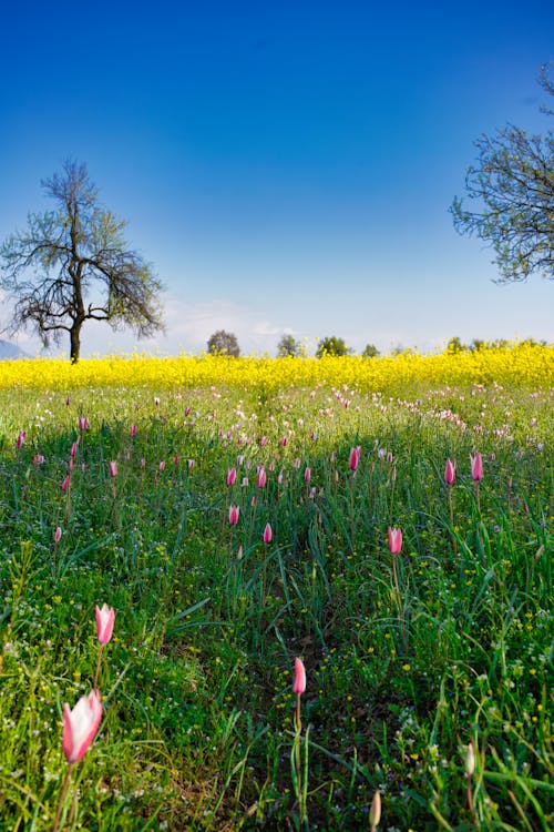 Pink Flowers on Field in Countryside