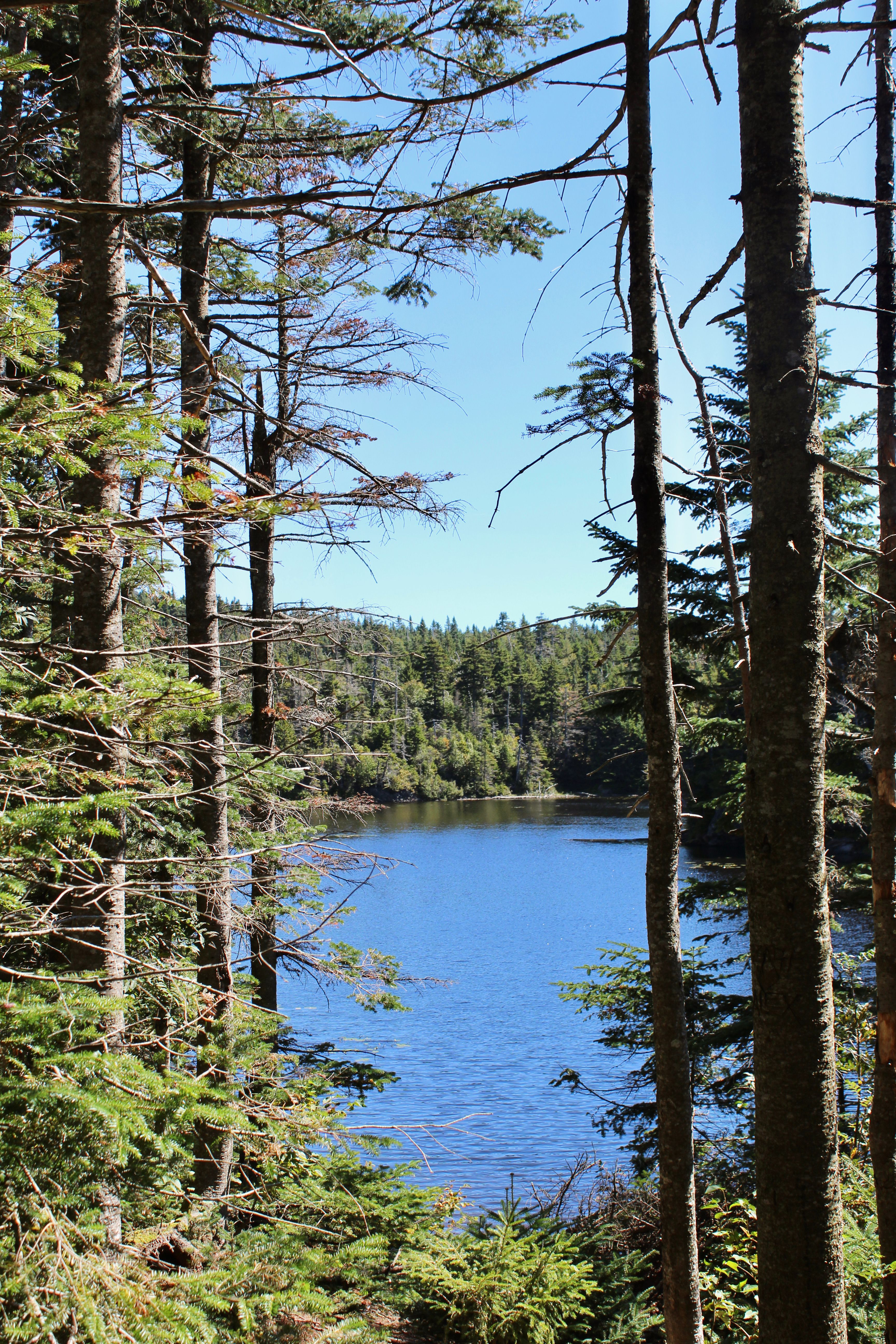 View of a Lake in a Forest · Free Stock Photo