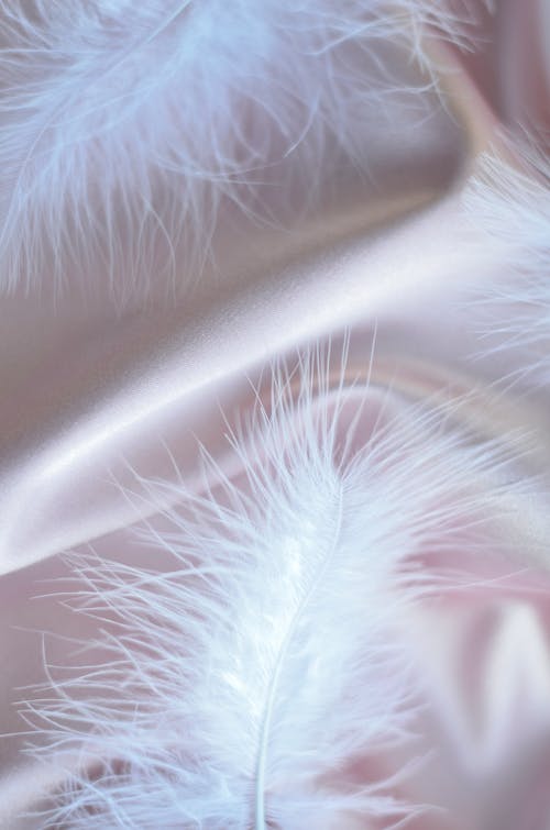 Close up of a Feather 