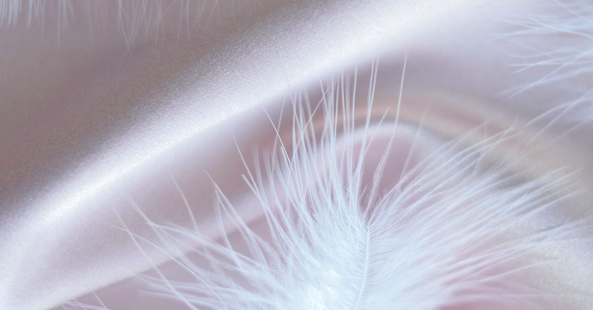Screenshot Feather Close up of a Feather · Free Stock Photo