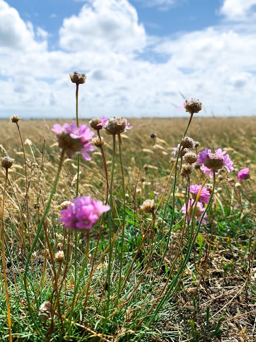 Foto profissional grátis de campo aberto, flores lilás, planta em floração