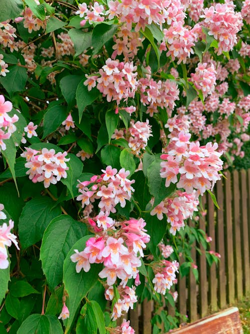 樹籬, 粉紅色的花 的 免費圖庫相片