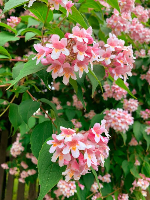 Foto profissional grátis de flores, flores cor-de-rosa