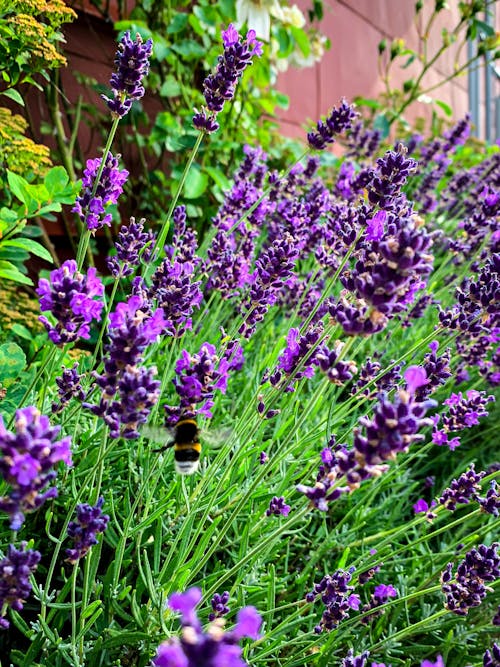 Foto profissional grátis de flor de lavanda, flor lilás, planta em floração