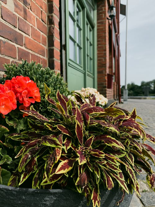 Foto profissional grátis de exterior da casa, plantas com flores