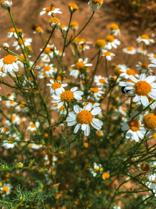 Chamomiles Blooming in Summer