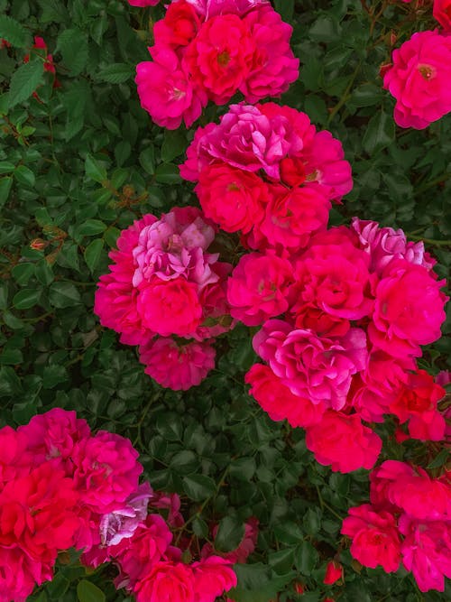垂直拍摄, 植物學, 粉紅玫瑰 的 免费素材图片