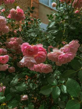 Beautiful cluster of pink roses in full bloom against lush green foliage, captured outdoors.