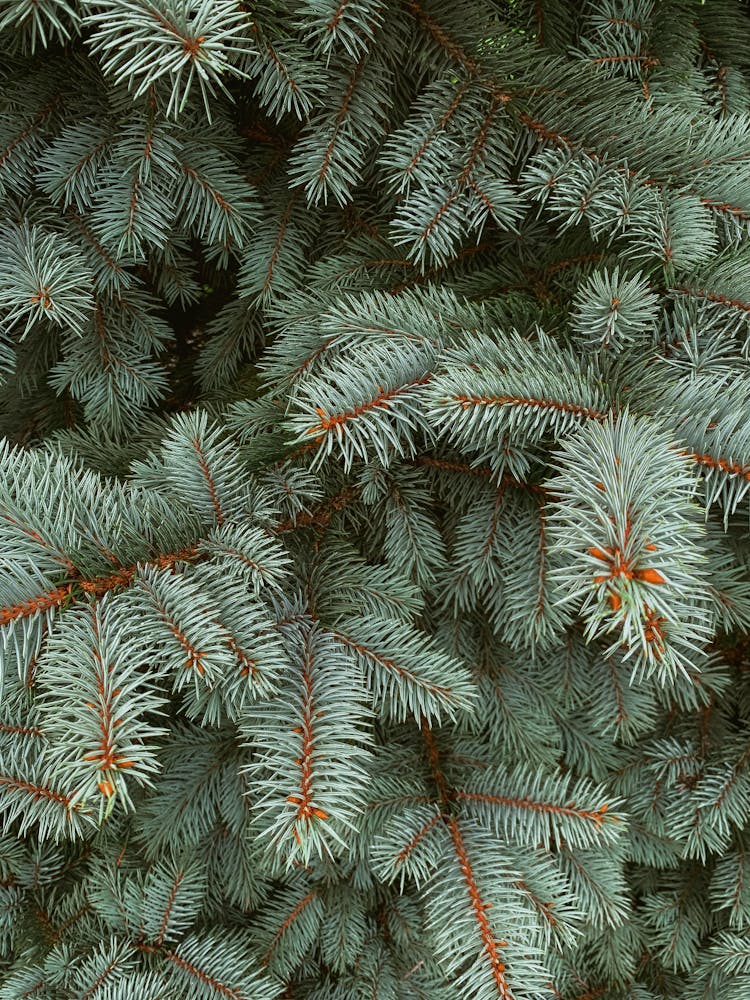 Evergreen Needle Branches