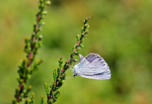 파란 나비의 얕은 초점 사진