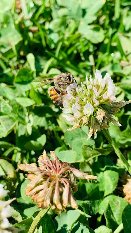 Fotobanka s bezplatnými fotkami na tému kvet, príroda, včela