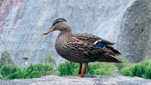 Ilmainen kuvapankkikuva tunnisteilla ankka, eläimet, Linnut