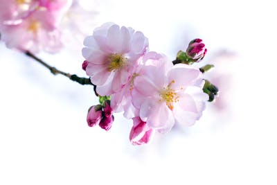 White and Red Cherry Blossom Flowers · Free Stock Photo
