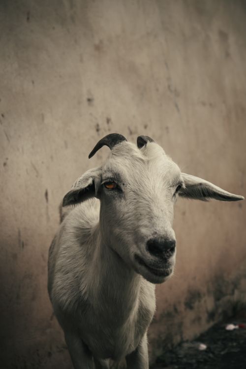 Free Captivating close-up of a domestic goat with a textured background, perfect for farm and animal themes. Stock Photo