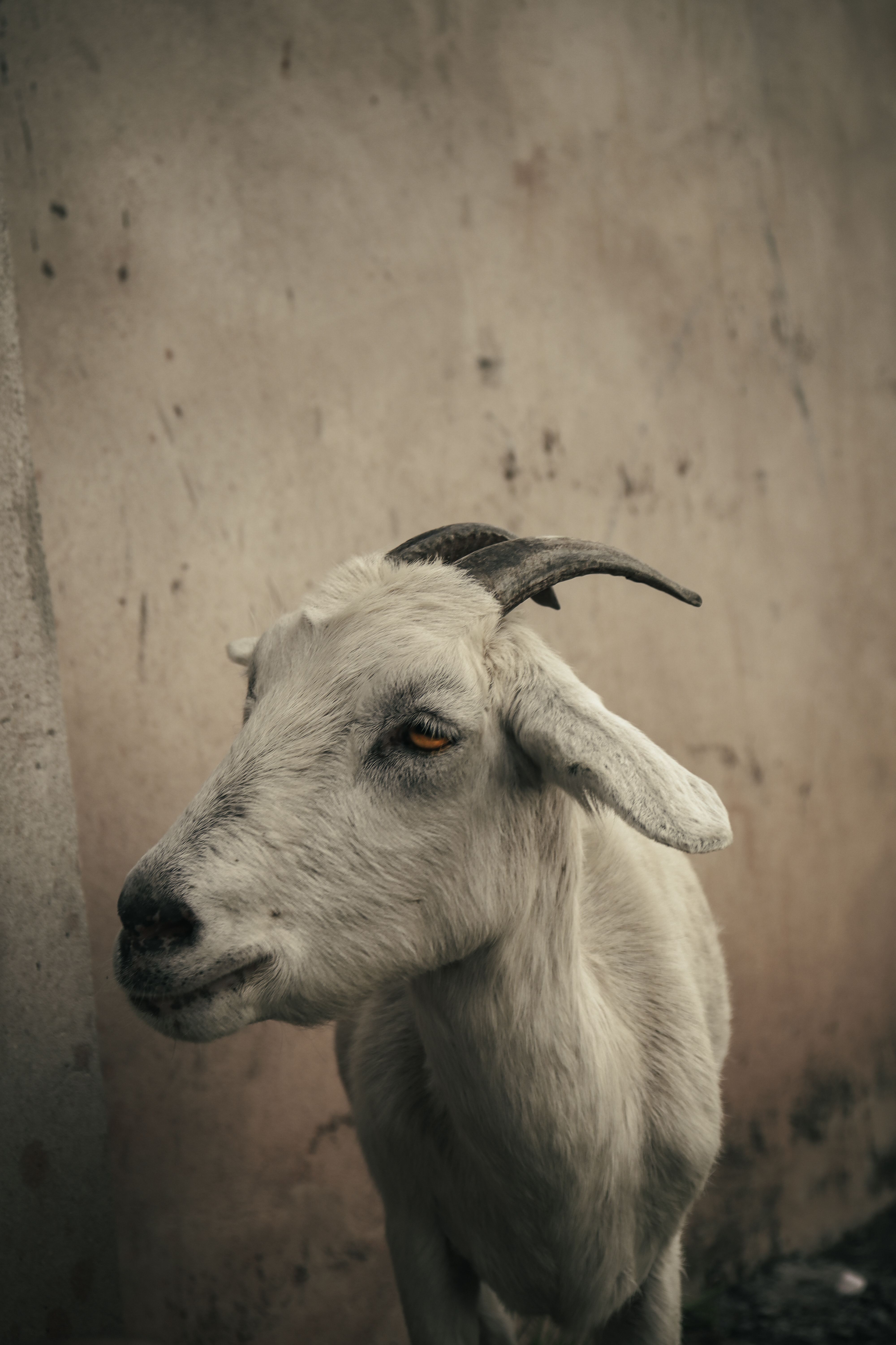 White goat on a farm
