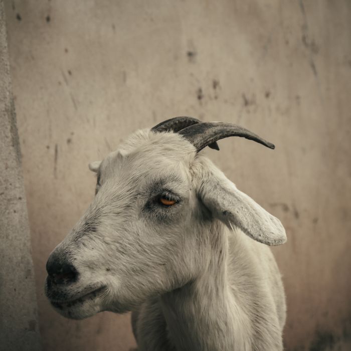 White goat on a farm