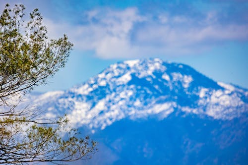 Tree Branches and a Snowcapped Mountain in the Background 