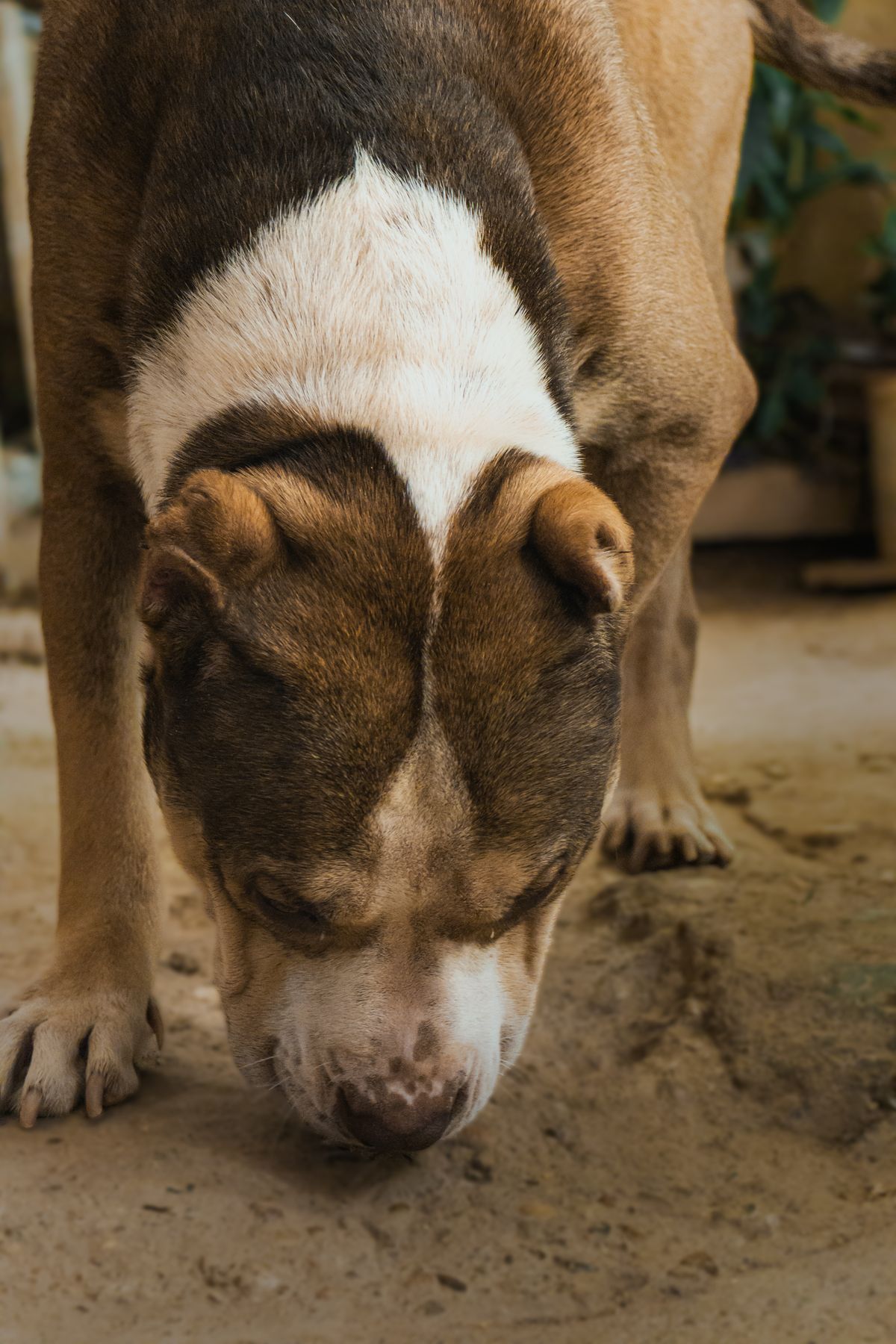 Dog sniffing indoors as a simple enrichment activity