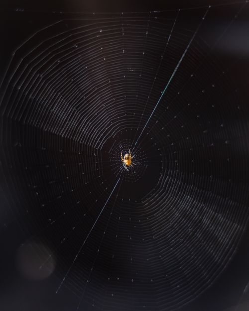 Free Close-up of a spider on its web covered with dewdrops, creating a mesmerizing pattern against a dark background. Stock Photo