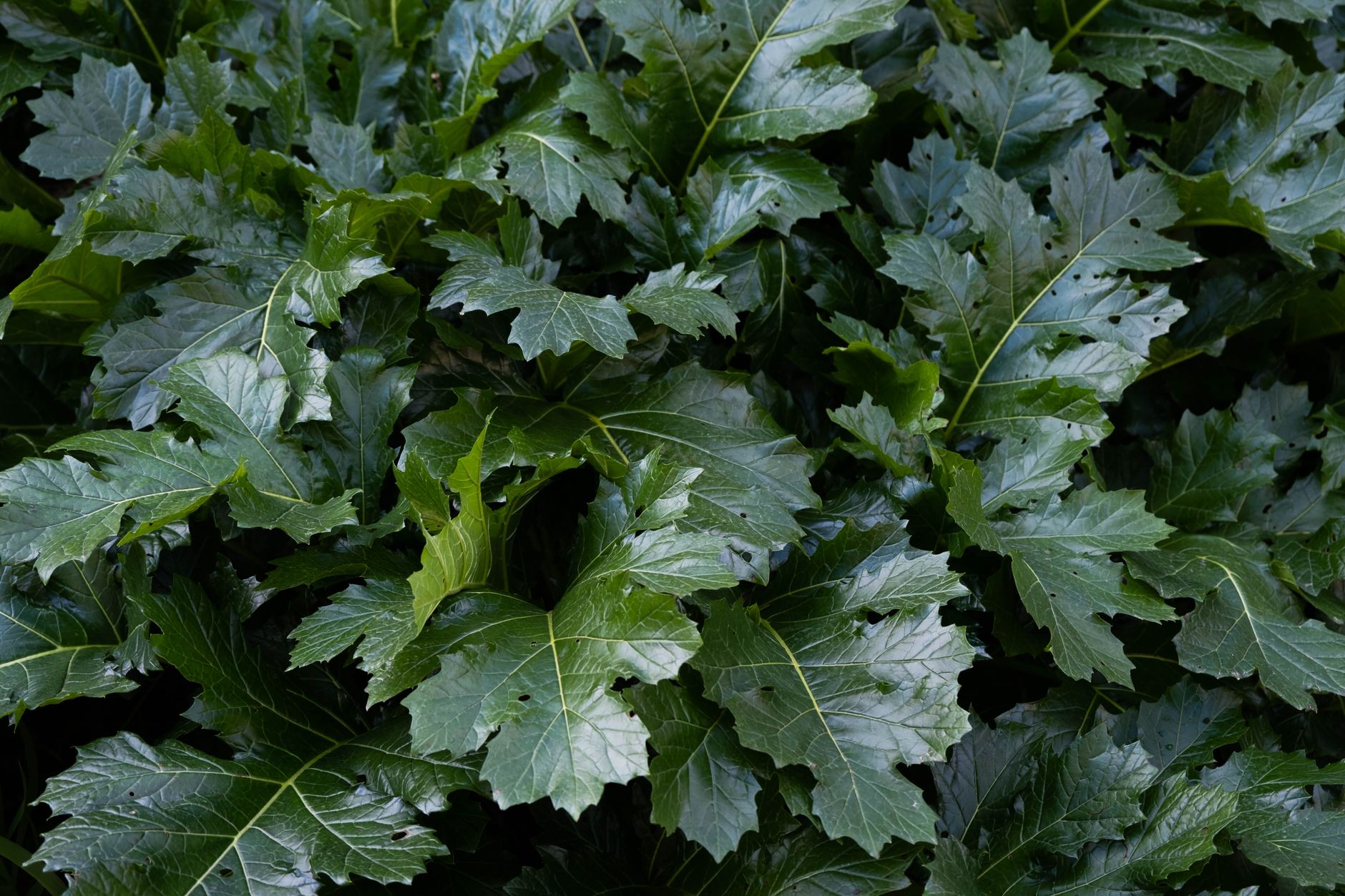 Close-up of vibrant green Acanthus leaves showcasing natural growth and texture.