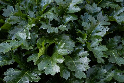 Close-up of vibrant green Acanthus leaves showcasing natural growth and texture.