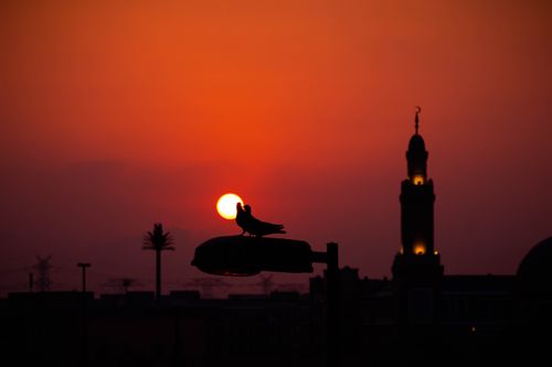 Free Silhouette of birds and Dubai skyline at sunset, creating a stunning urban landscape. Stock Photo