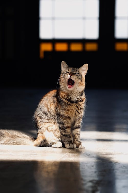 Foto d'estoc gratuïta de animal, badallar, bufó