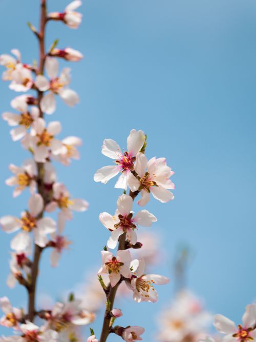 Free Close-up of delicate cherry blossoms against a clear blue sky, symbolizing spring. Stock Photo
